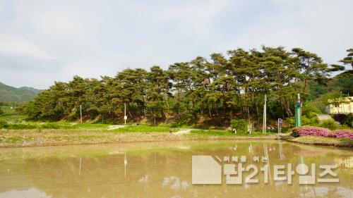 [크기변환]1. 봉화 물야초등학교 명상숲.jpg