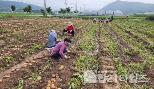 [크기변환]3. 봉화군평생교육지도자협의회, 봉화군자원봉사센터에 직접 농사 지은 감자 기증(2).jpg