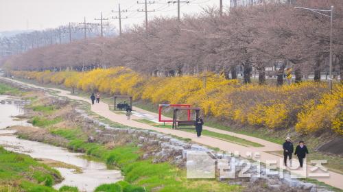 [크기변환]영주-1-2 지난 4월 벚꽃이 만개한 원당천 산책로 전경.jpg