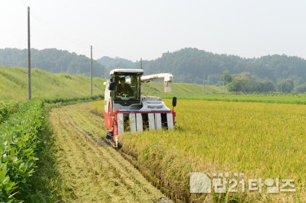 [크기변환]영주-4 영주시는 쌀 공급 과잉 문제 해결을 위해 전략직불제 등 쌀 적정생산 사업을 추진하고 있다(벼 수확 장면).jpg