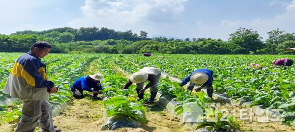 [크기변환]영주-3-1 영주시는 외국인 계절근로자 사업 참여 농가를 오는 26일까지 모집한다(농작업 모습).jpg