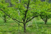 감나무 여름전정...낙과 50% 감소, 수량 61% 증가