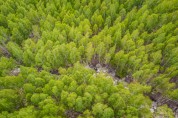 영양 자작나무숲‘국민의 숲’으로 지정