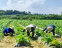 영주시, 외국인 계절근로자 사업 참여 농가 모집